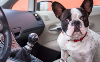 Viajar con tu mascota en el coche – Sistemas de seguridad