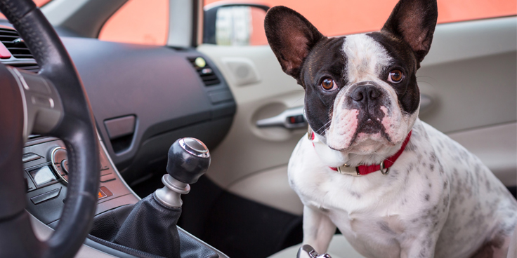 Viajar con tu mascota en el coche – Sistemas de seguridad