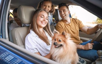 Cinco consejos imprescindibles para viajar con tu perro en coche